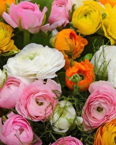 Ranunculus mix 2